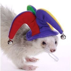 ferret wearing a jester hat