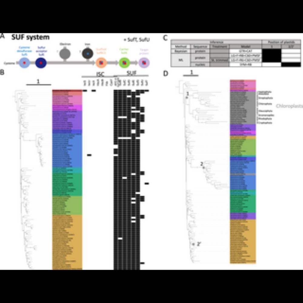 Dual function of OmpM as outer membrane tether and nutrient uptake