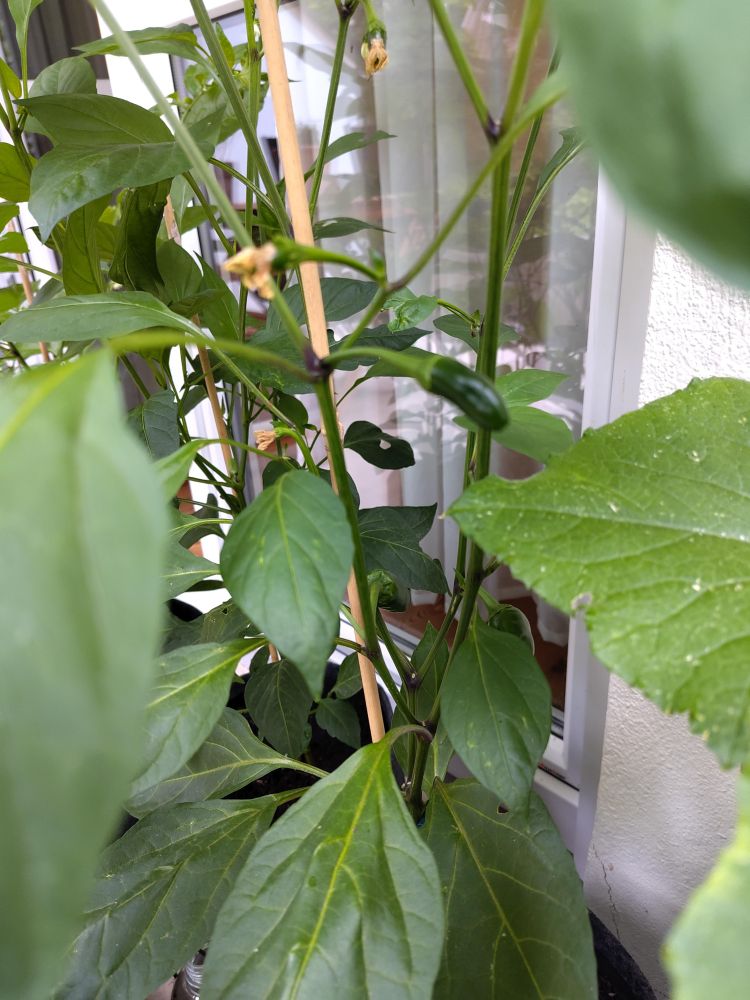 Chilipflanze Sorte Jalapeno