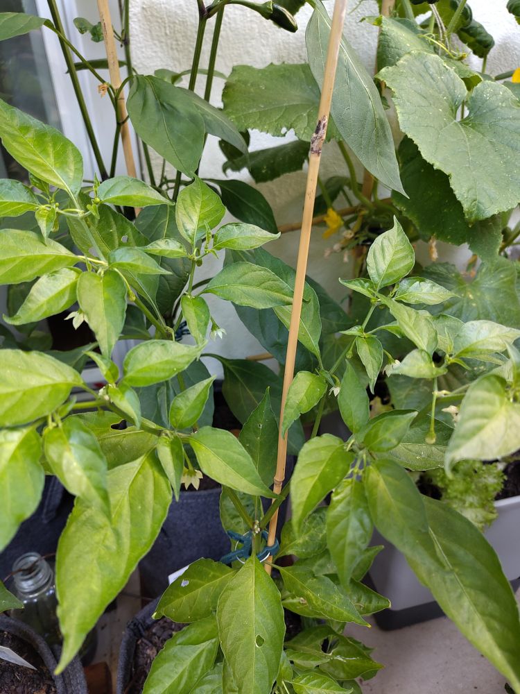 Chilifplanze Sorte: Orange Habanero