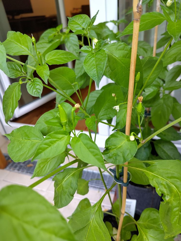 Chilipflanze Sorte: Lemon Drop inklusive erster Chiliansätze