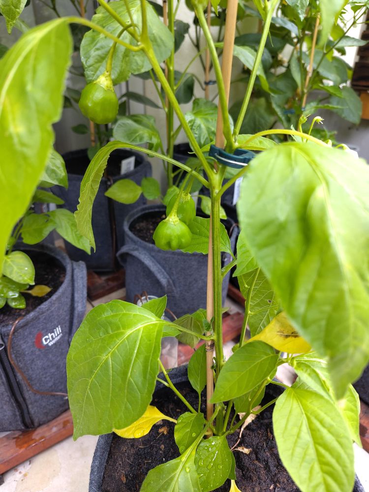Chilipflanze Sorte Brazilian Rainforest mit ersten unreifen Chilis 