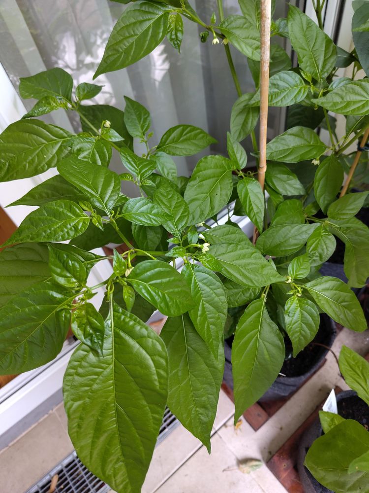 Chilipflanze Sorte: Red Habanero