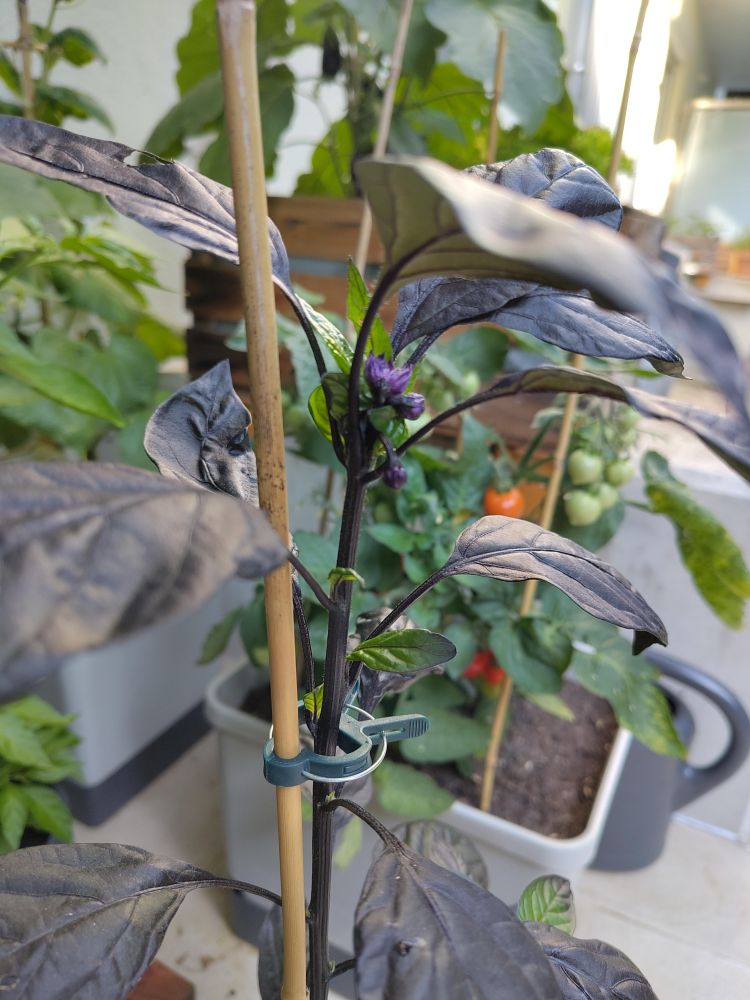 Chilipflanze Sorte: Black Pearl