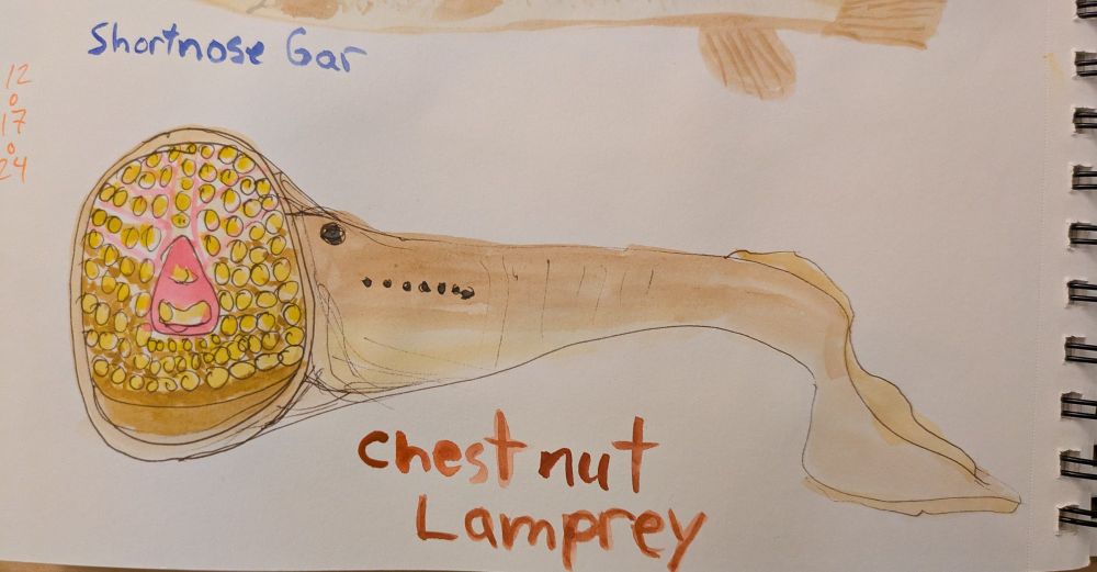 Watercolor sketch of a jawless and toothy, cylindrical fish. Chestnut lamprey.