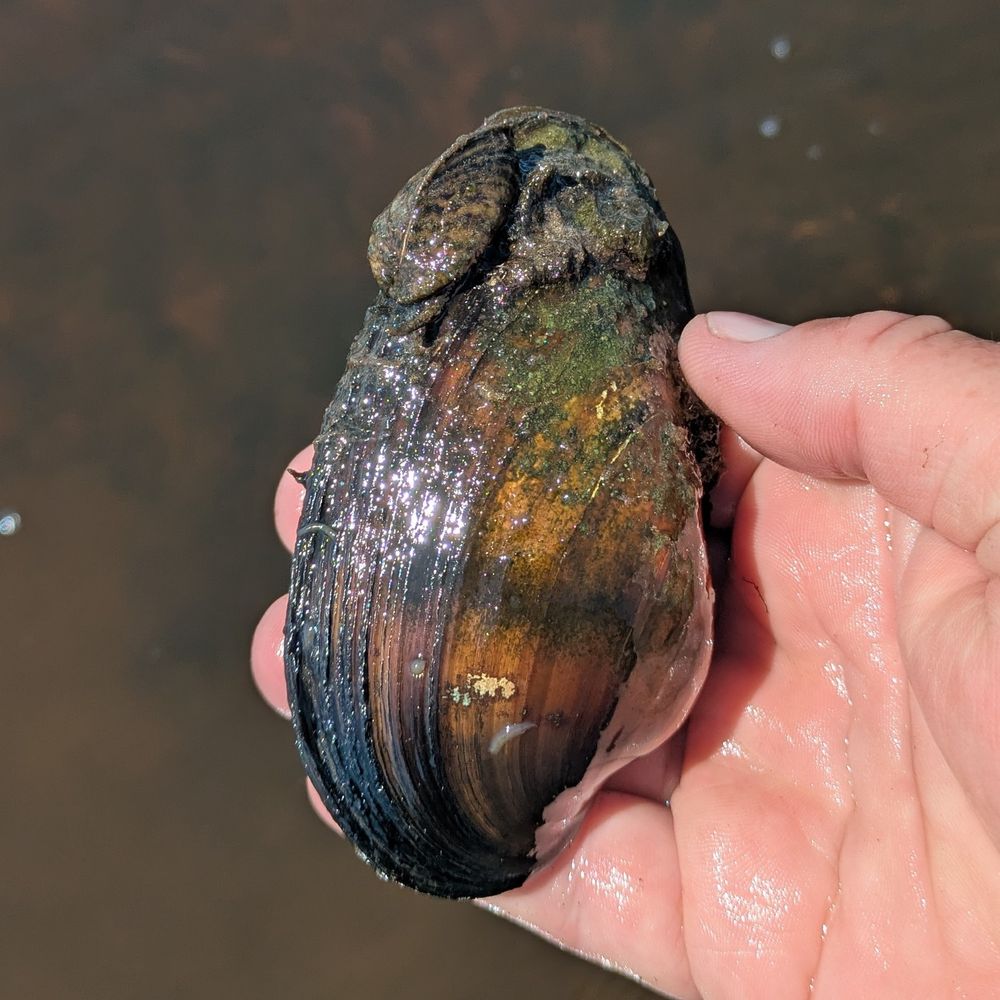The actual larger mussel with a smaller Quagga mussel attached. I removed the invasive Quagga and then returned the native mussel to the water.