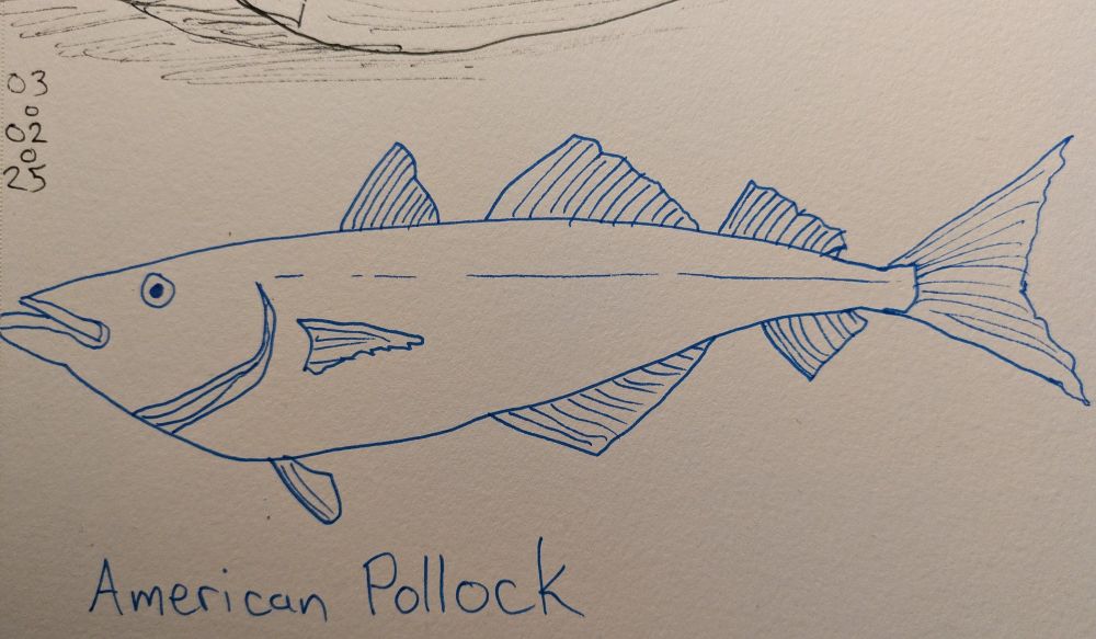 Ink sketch of a Pollock, a fish with a bunch of fins.