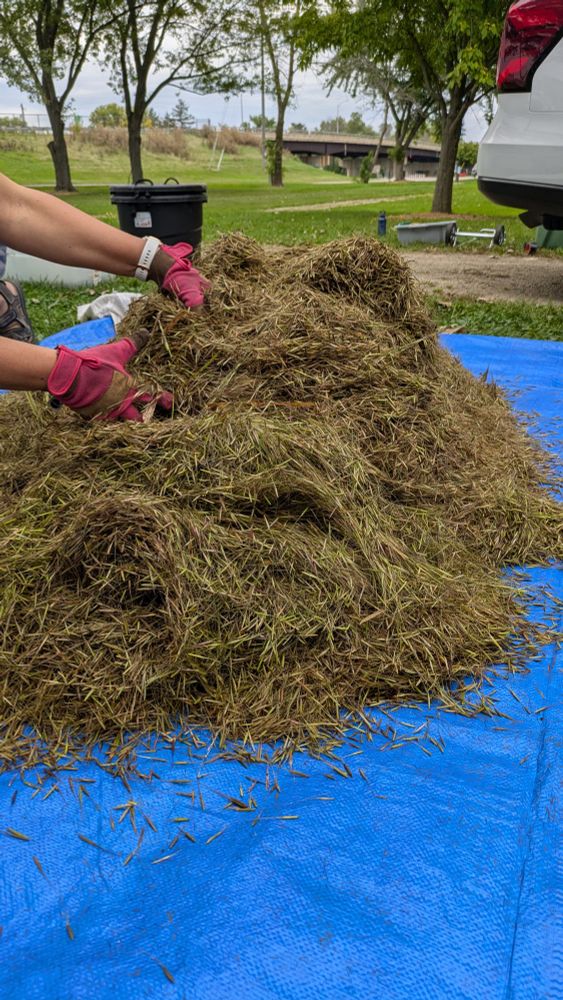 Two hands in pink gloves mix a large pile of mayom/manoomin/Zizania/wild rice seed.