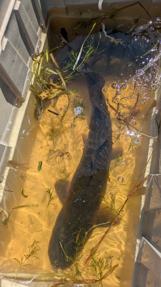 Big bowfin.