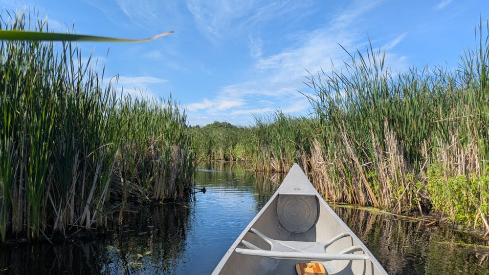 Bow of a canoe and a marsh 
