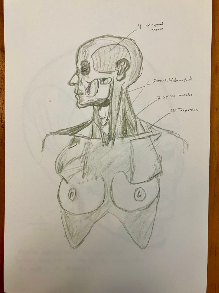 A sketch of a head in profile with the torso in portrait. Labels outline the temporal muscle, sternocleidomastoid, spinal muscles, and trapezius.