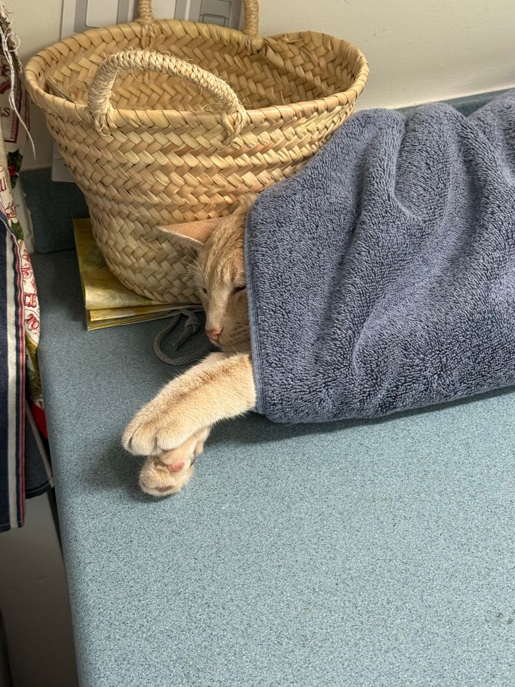 A close up of orange cat wrapped up in a towel with just his face and front paws out 