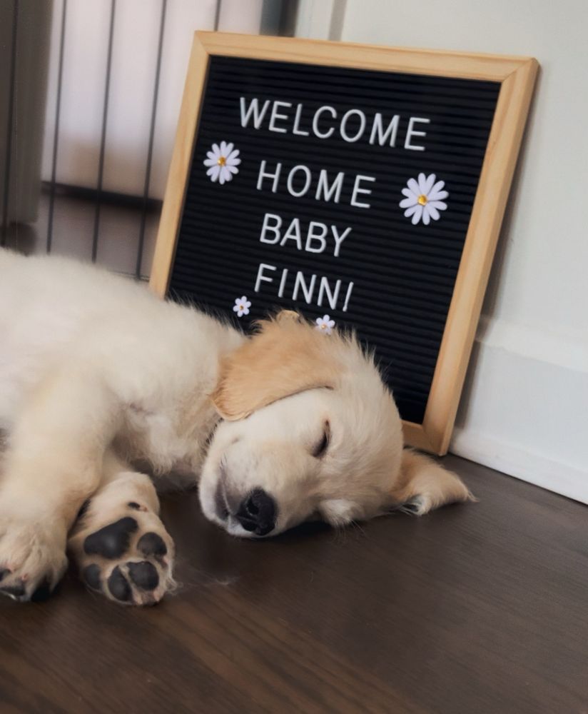 Photo of Golden Retriever puppy (Finn) next to sign that says “Welcome Home Baby Finn”