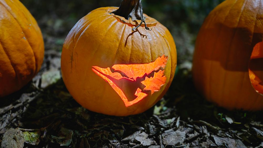 Pumpkin with Jays logo.