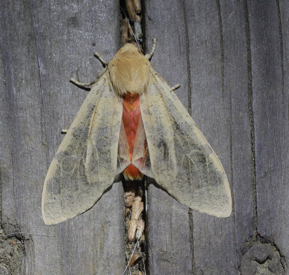 A yellow brown moth with translucent wings a very fuzzy thorax and a bright pink abdomen atop some wood slats.