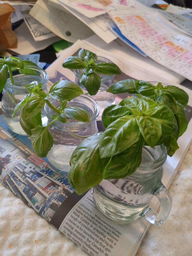 Five basil cuttings in small glass jars.