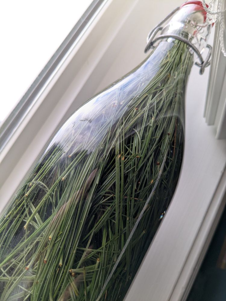 Pine needles in a flip top bottle. Fermentation is underway to make a fizzy soda!