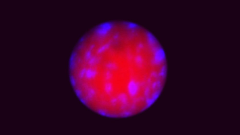Confocal image showing a nucleus of a maize endosperm cell expressing proNAC130:NL-mCherry counterstained with DAPI. 