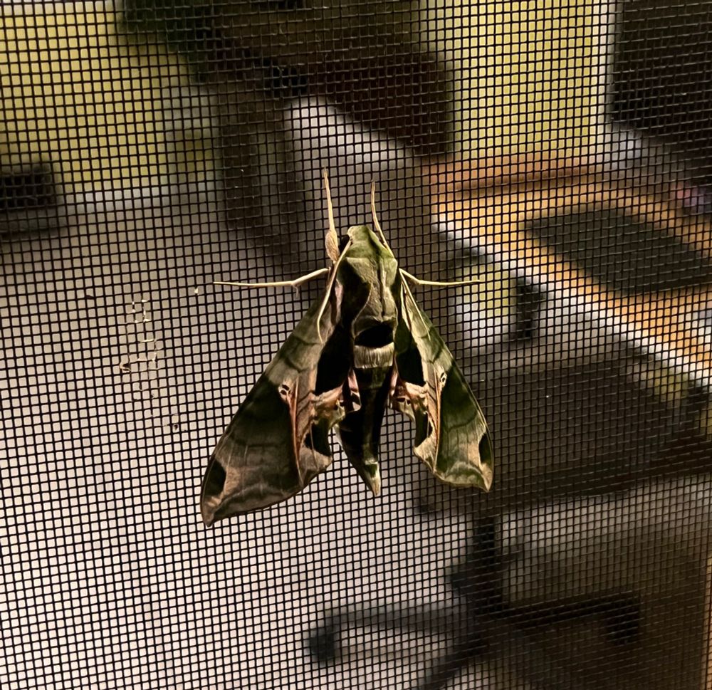 green(?) hummingbird moth chillin on a screen door, biggest moth i’ve ever seen it was like the size of my palm
