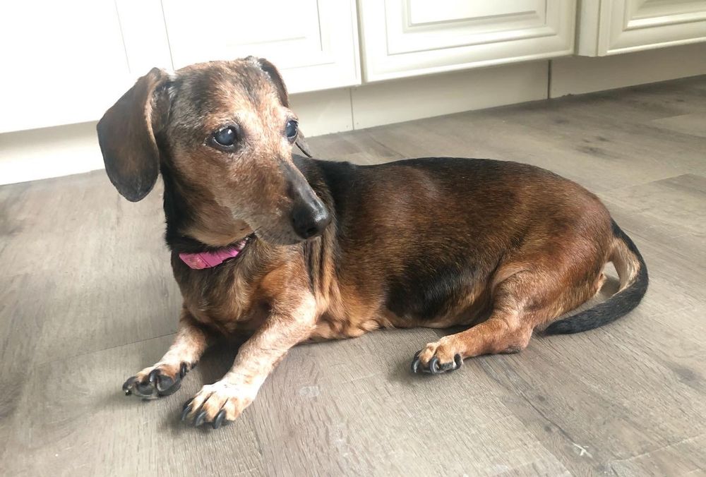 coco laying on the floor in angelic lighting