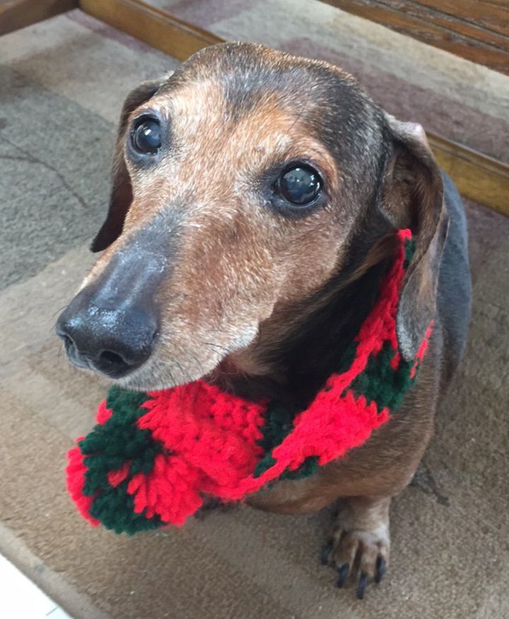 coco wearing a red and green scarf sitting on the floor looking up
