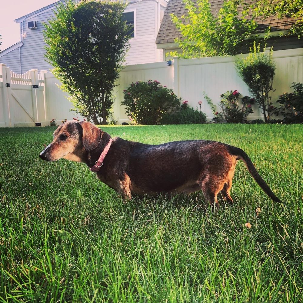 coco standing in the grass