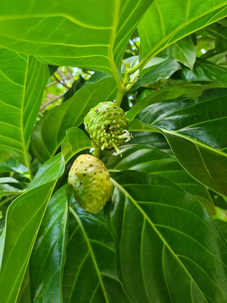 In Belém - a large black ant on a tropical fruit surrounded by green leaves