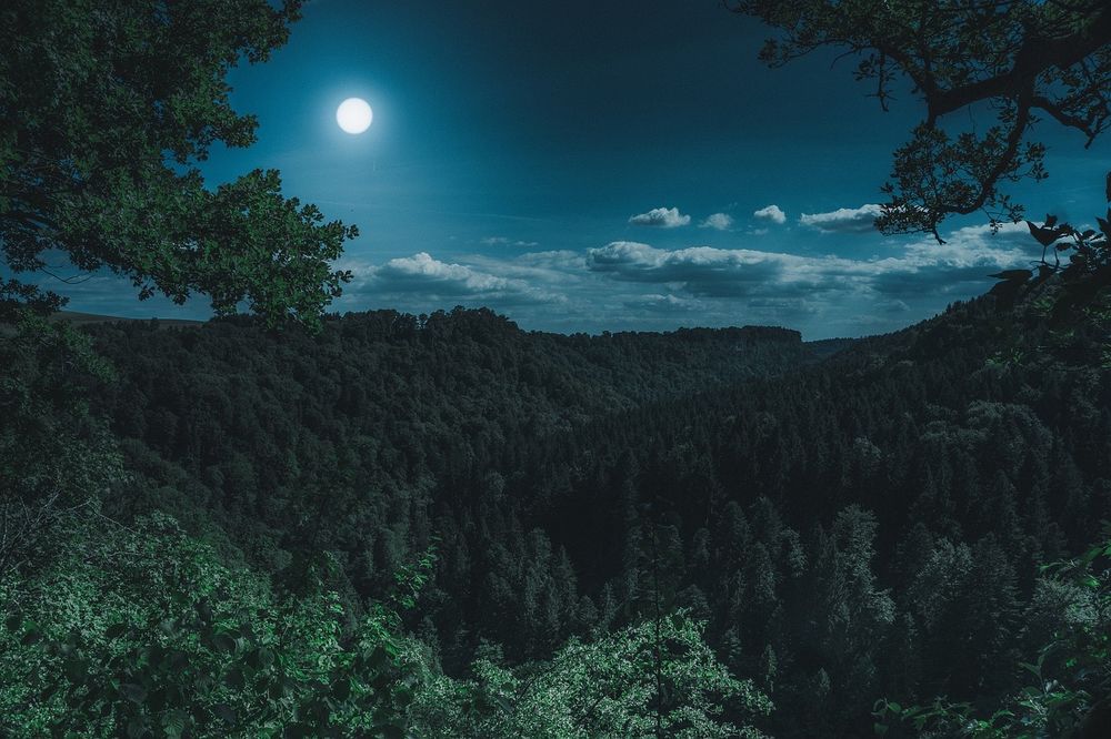 the moon over a forest 