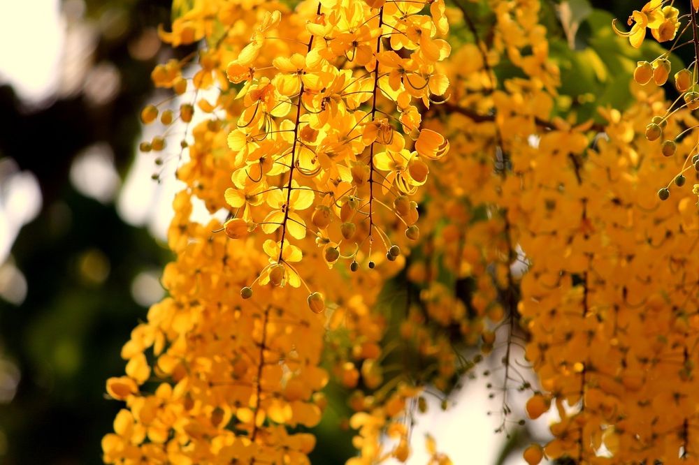gold foliage beauty