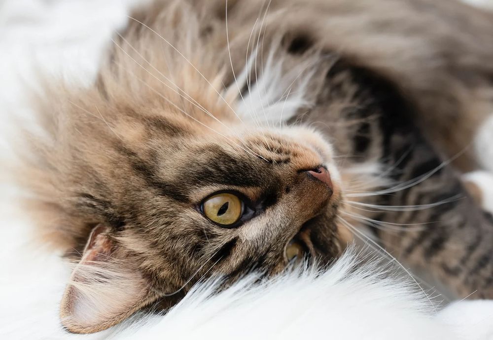 a cat laying down being cute