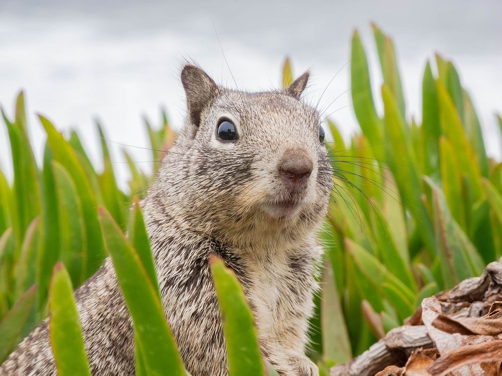 a cute squirrel