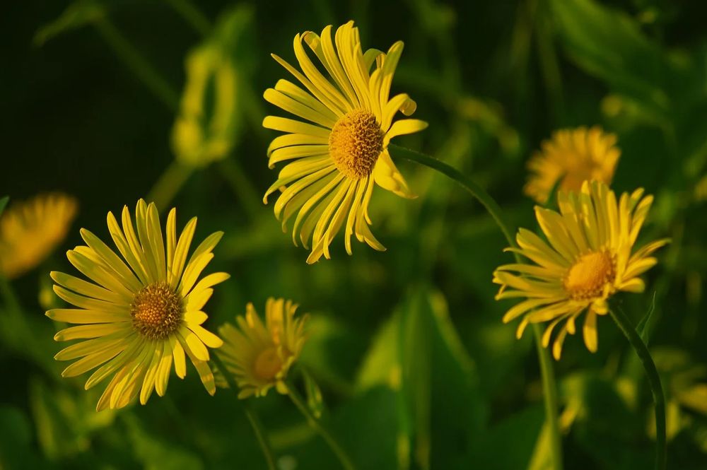 yellow flowers