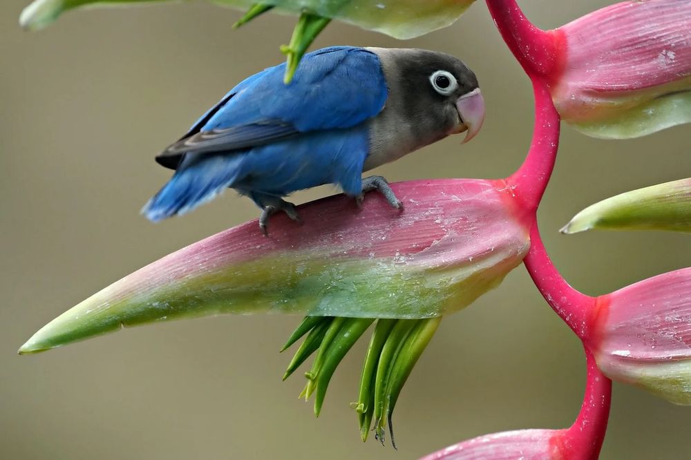 cute tropical bird