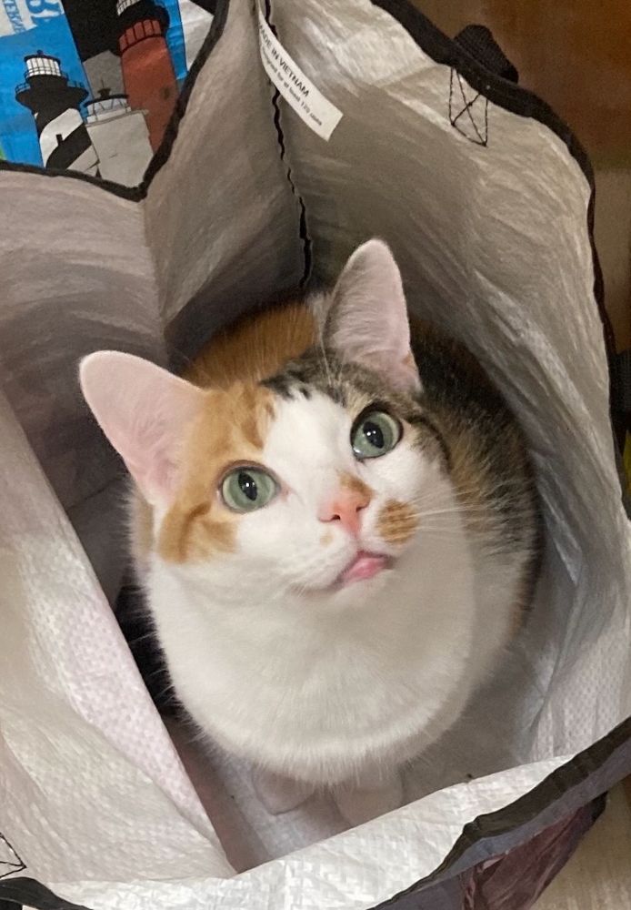 Millie the calico cat looking up from inside a shopping bag.