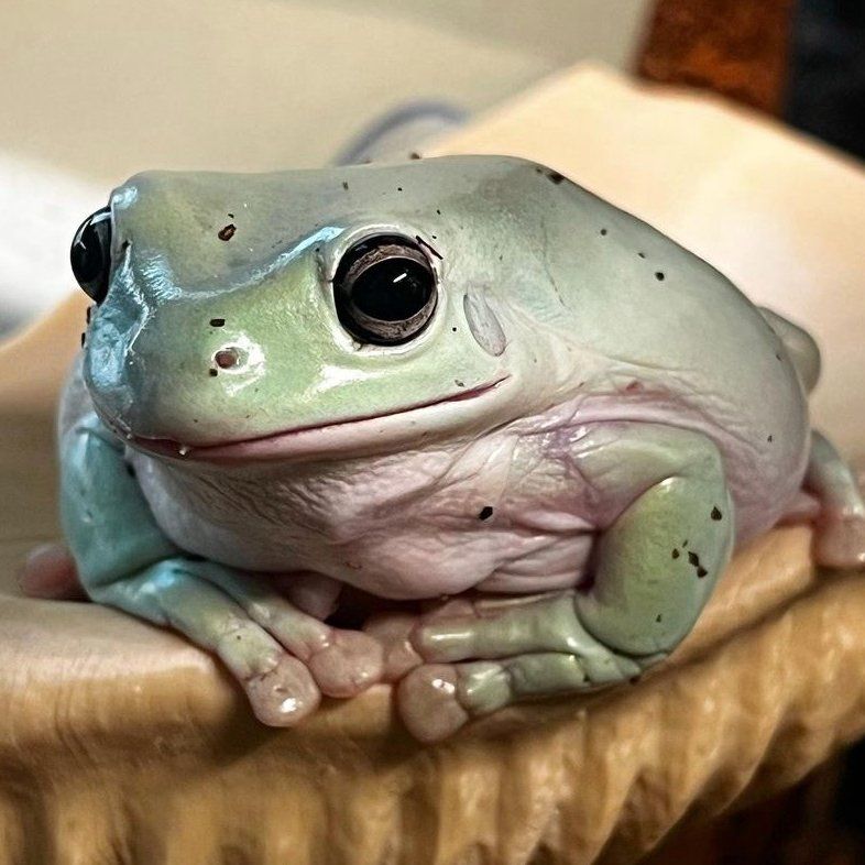 Kristin the frog