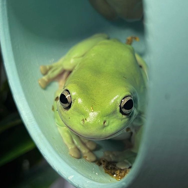 Trevor the frog