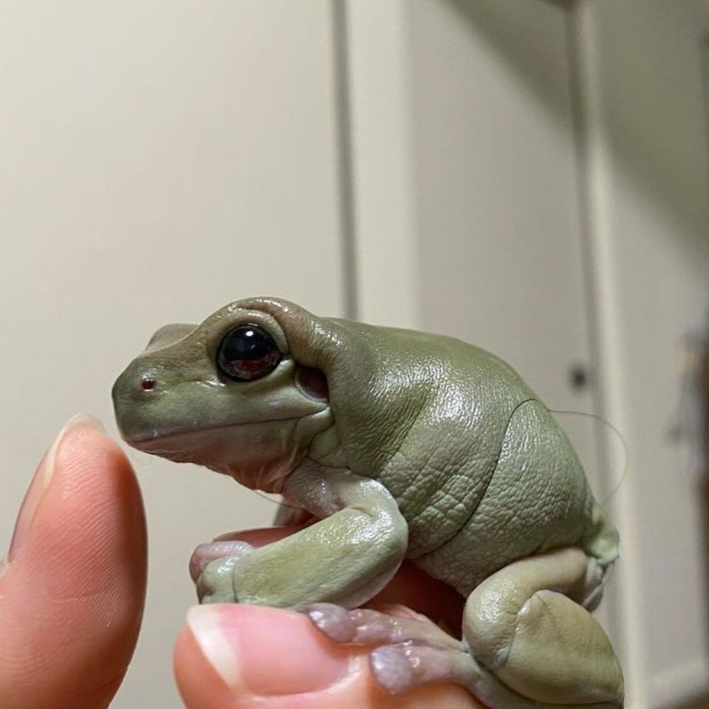 Courtney the frog