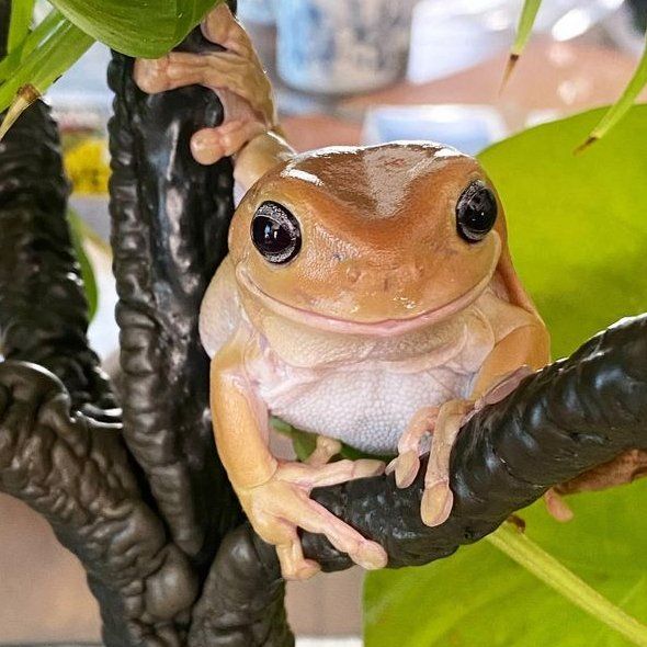 Casey the frog