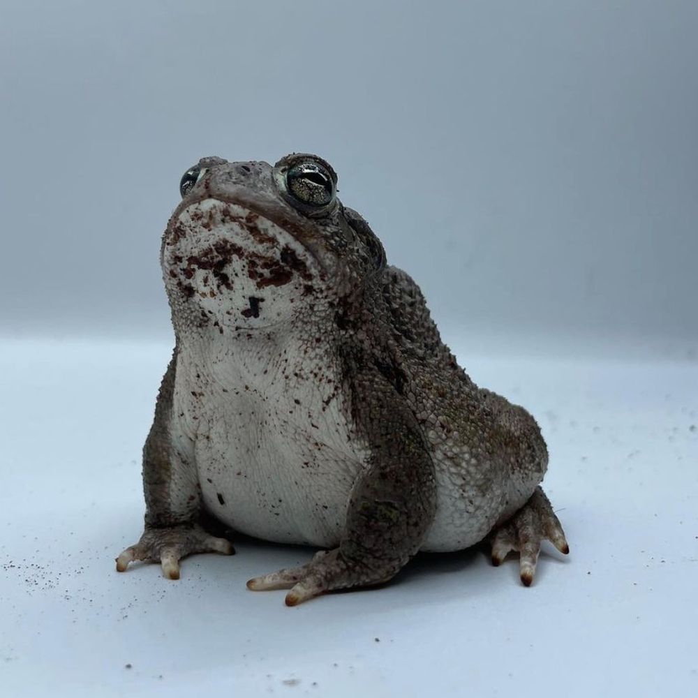 Jermaine the frog