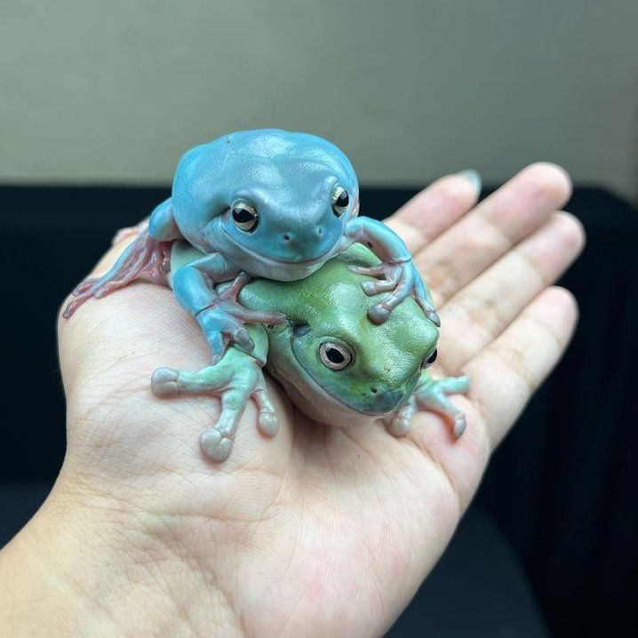 Justice the frog