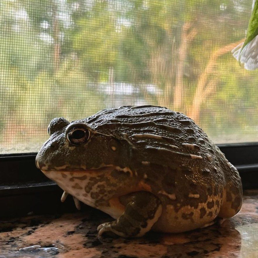 Damon the frog
