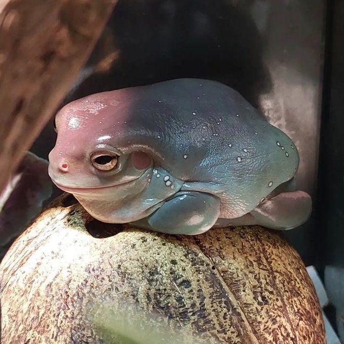 Bobby the frog