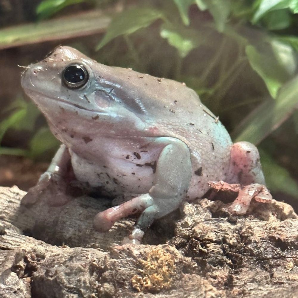 Sara the frog