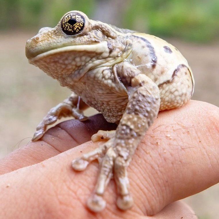Martha the frog