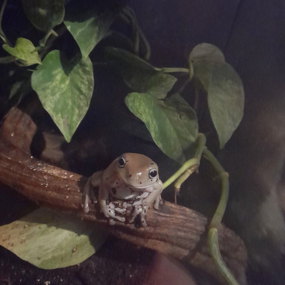 Sandra the frog