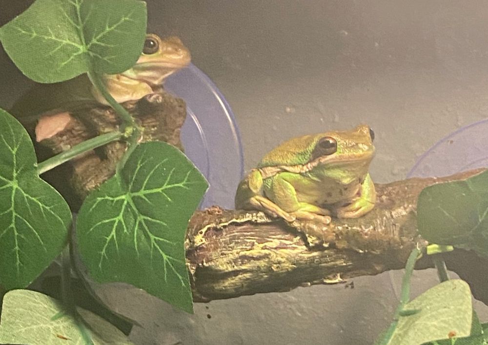 Stacie the frog