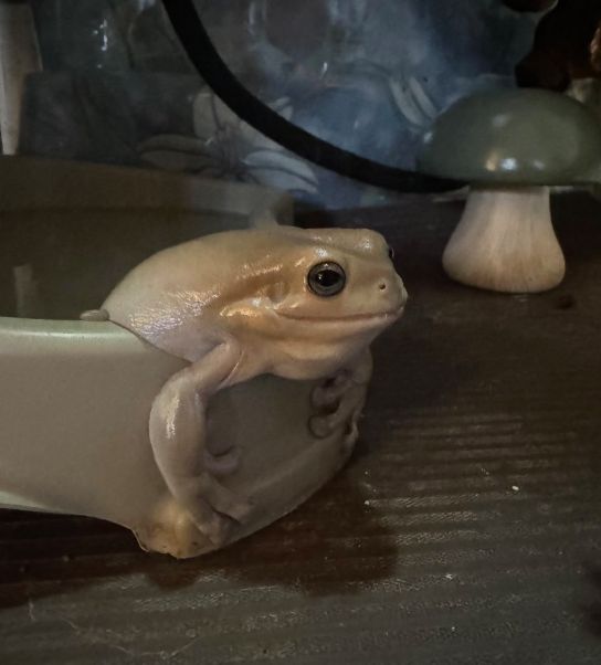Derrick the frog
