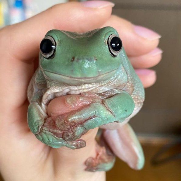 Shawna the frog