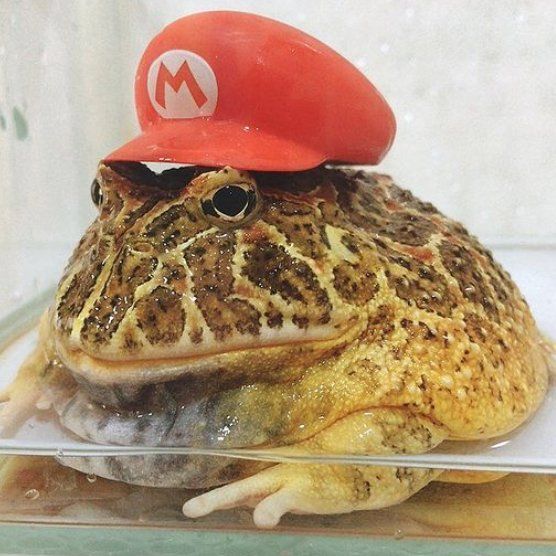 Shannon the frog