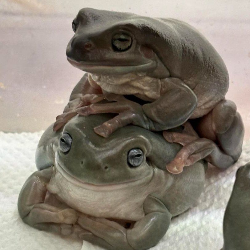 Margaret the frog
